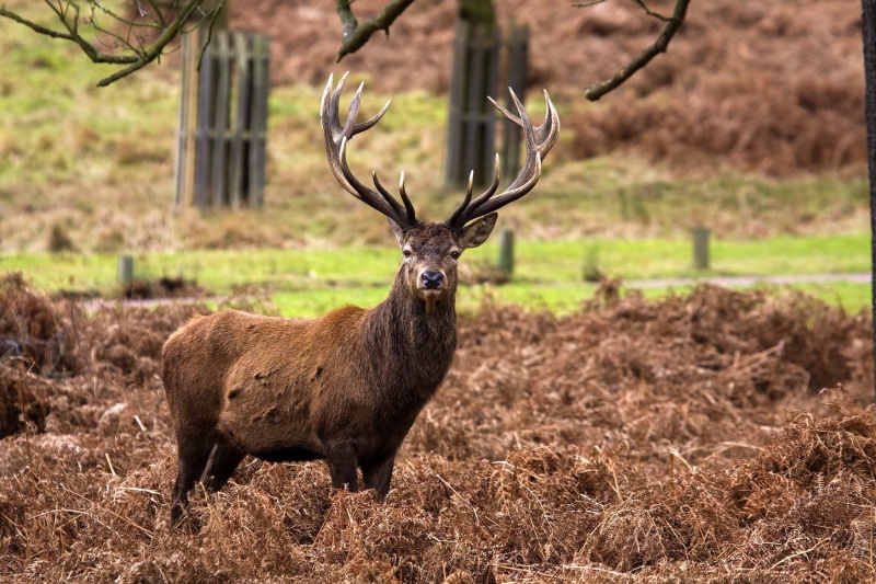 horned, 1080P, outdoors, brown, animal, wildlife, photography, mammal, Red Deer, deer, brown deer, red, animals In The Wild, Stag, nature, antler, Richmond