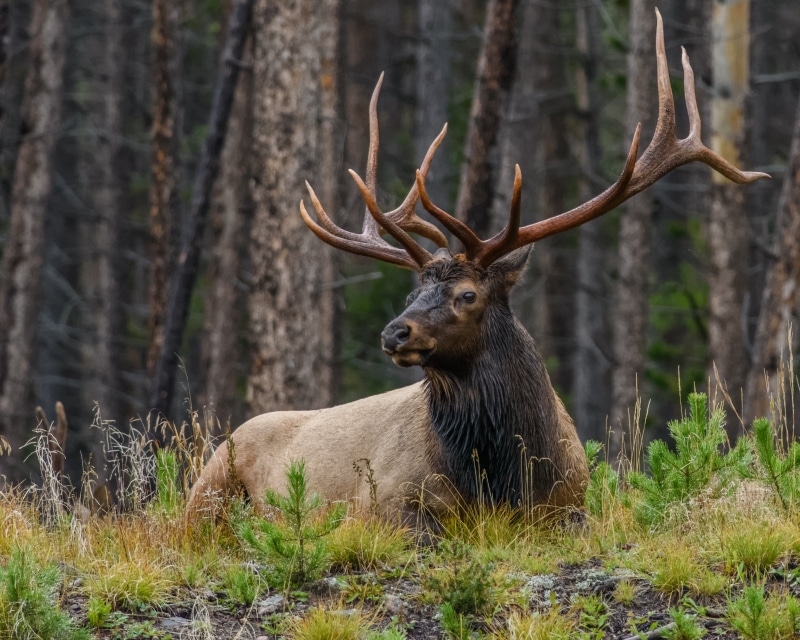 12 point, Animal, buck, nature, Mammal, green grass, forest, Bull, animals In The Wild, green, antler, 4K, Grand Lake  Colorado, horned, field, stag, Elk  Forest