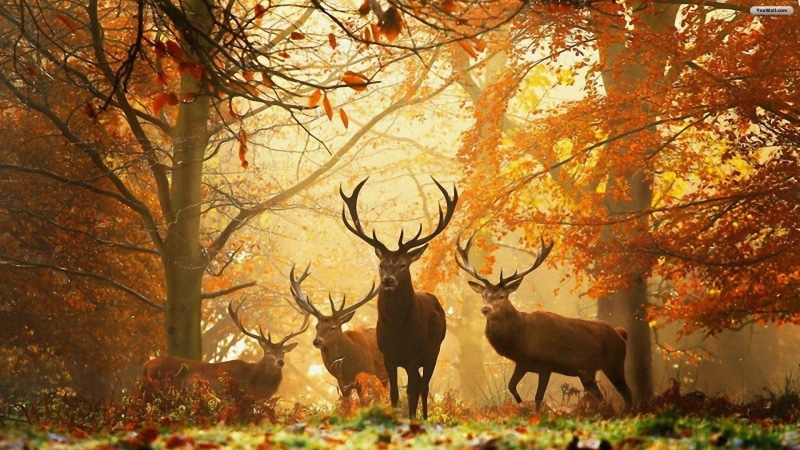 deer, stag, Deer s, 1080P, 4k deer, 1920x1080, Animal, animals