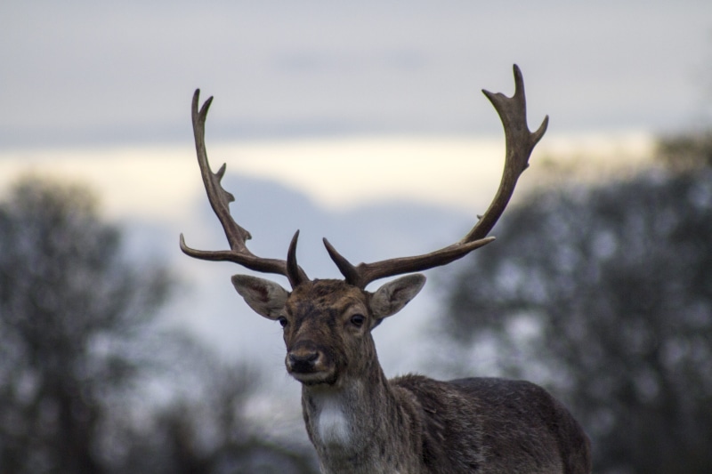 field, animal themes, photography, shadow, animal wildlife, no people, 5K, horned, forest, deer, animals in the wild, depth, focus on foreground, animal