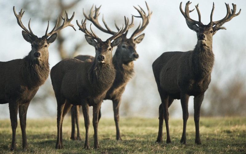 deer, animal, nature, vertebrate, day, animal themes, mammal, animal wildlife, antler, herbivorous, no people, animals, outdoors, four, deers, animals in the wild