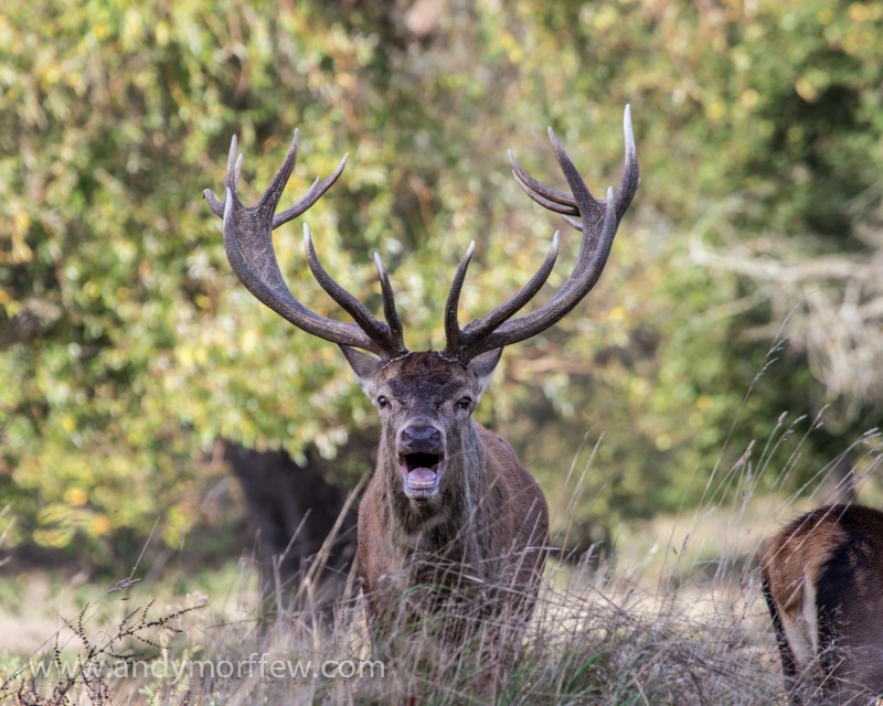 animal, Bushy Park, wildlife, stag, photo, moose, 2K, mammal, animals In The Wild, nature, Top, deer, antler, close, close up, Stag  moose, Red Deer, horned