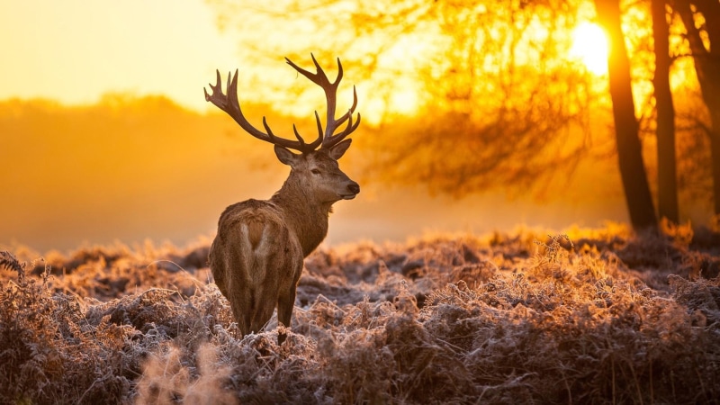 stag, forest, frost, wildlife, tree, white tailed deer, fauna, grass, 1080P, winter, woodland, sunlight, deer, photography, morning, antler, wild animal