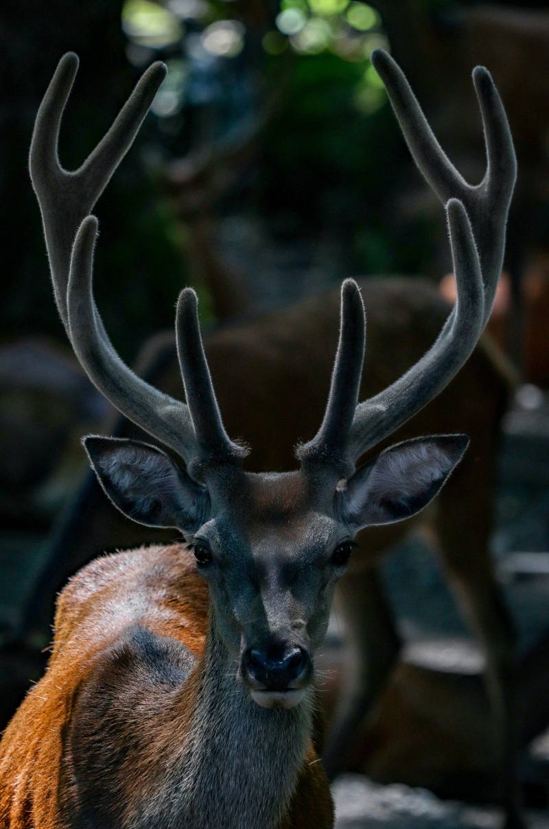 face, horned, no people, reindeer, herbivorous, focus on foreground, ear, deer, animal themes, light, focus, smartphone, close-up, nature, one animal, animal body part