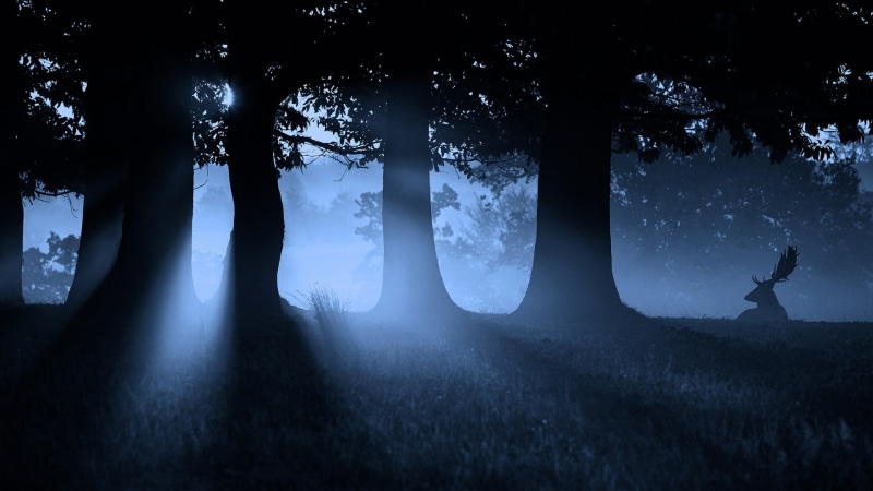 growth, deer, midnight, nature, beauty in nature, trunk, tree, night, forest, fog, environment, land, twilight, sky, tranquility, field, light, 1080P