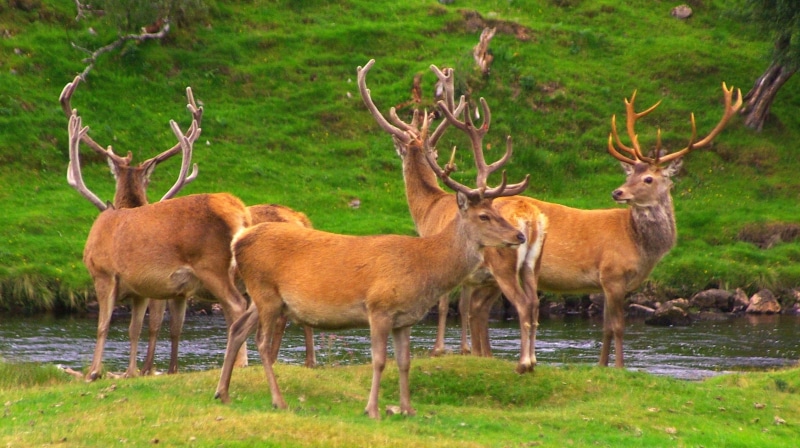 Stags, wildlife, animal, Birds of prey, nature, green grass, mammal, Summer holidays, antler, Falcon, Golden eagle, forest, green, animals In The Wild