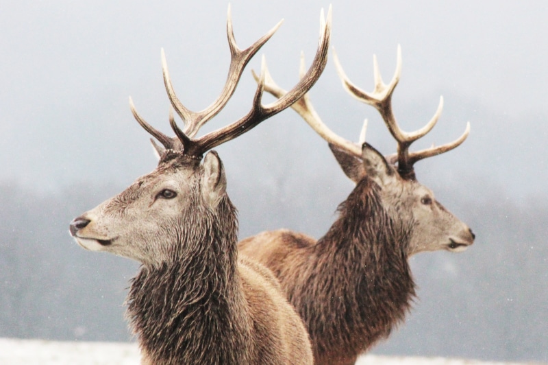 day, wildlife, animal, animals in the wild, antler, animal head, vertebrate, deer, mammal, brown, no people, 4K, field, herbivorous, land, snow, winter