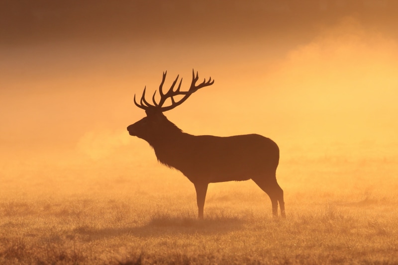 elk, animal wildlife, field, stags, morning, orange, deer, nature, land, animals in the wild, sunset, grass, mammal, herbivorous, animal, animal themes