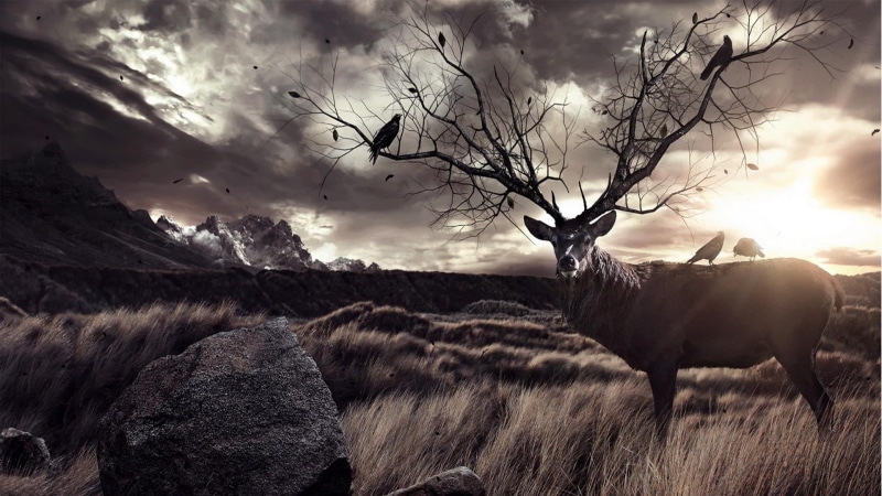stag, wildlife, no people, livestock, domestic animals, environment, land, animals in the wild, cloud, deer, sky, animal, vertebrate, plant, animal wildlife