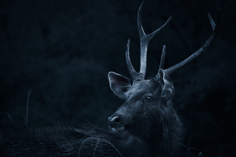 domestic animals, stag, close-up, outdoors, backwards, wildlife, dark, forest, black background, animal body part, 5K, animal wildlife, animal head, antler