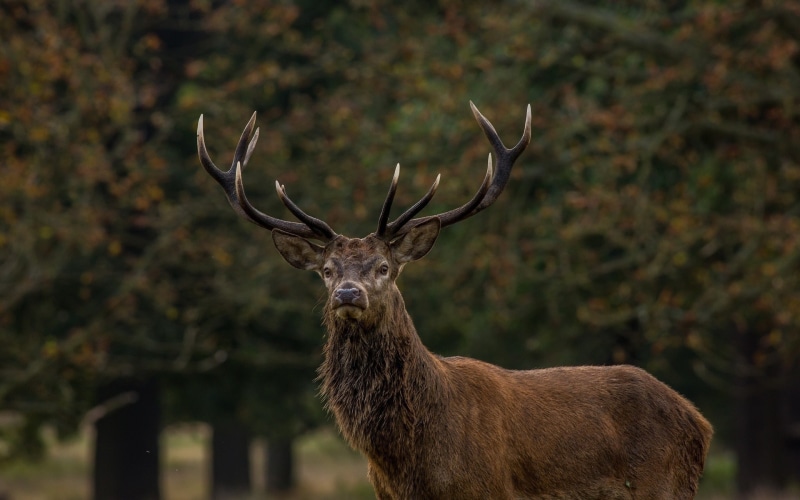 mammals, mammal, antler, animal wildlife, animal themes, wildlife, animals, focus on foreground, 1080P, animals in the wild, no people, stags, deer, horned