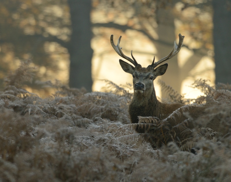antler, outdoors, animals In The Wild, Fog, Red deer, AF, NIKKOR, Stag, green, wildlife, ED, forest, F/4D, brown, Mist, deer, nature, 4K, mammal, grass