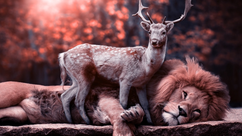 mammal, 4K, antler, unbelievable, stag, lion, photoshop, deer, wildlife, incredible, fantasy