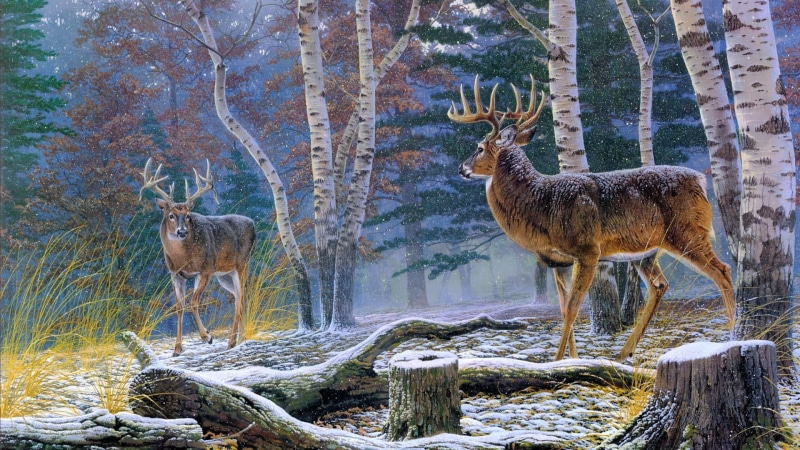 snow, field, painting, woodland, wilderness, vertebrate, plant, 1080P, animal wildlife, day, wildlife, outdoors, mammal, no people, group of animals, white tailed deer
