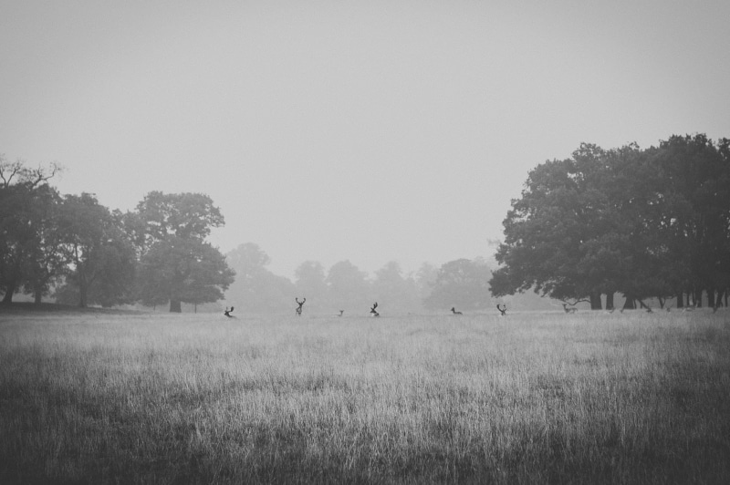 outdoors, field, plant, animals, deer, 1080P, day, sky, nature, tree, tranquil scene, mist, animal wildlife, gray, environment, beauty in nature, trees