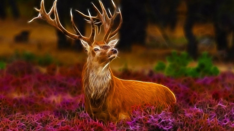 1080P, fantasy, animals, brown, fawn, nature, wildlife, flower, deer, stag, mighty