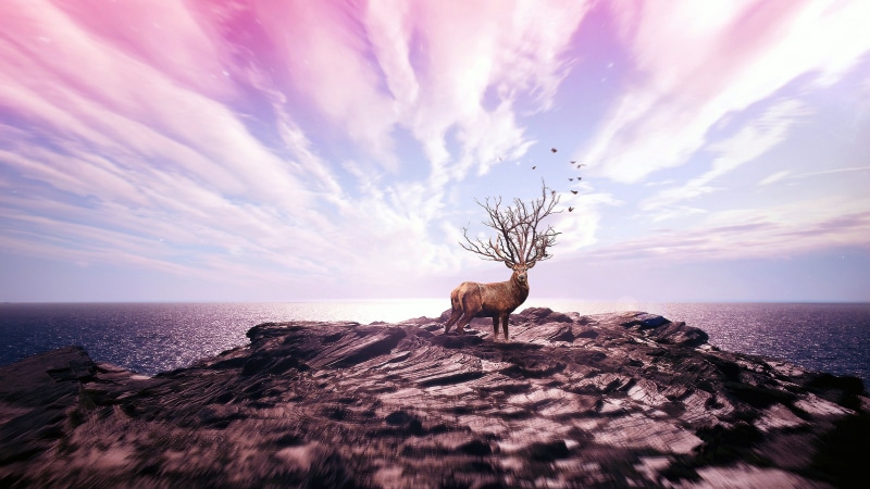 rock, antler, deer, horizon, birds, artwork, pink sky, cliff, 4K, photoshop, stag