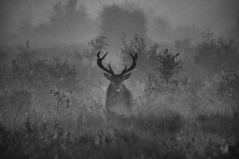 animal themes, nature, plant, vertebrate, 5K, land, no people, outdoors, antler, day, cannock chase, one animal, fog, herbivorous, woodland, animals in the wild