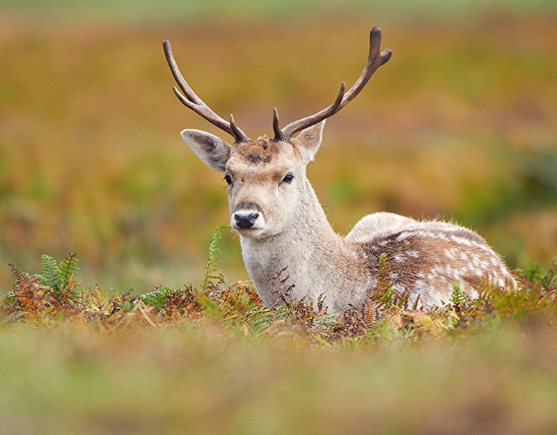 natural, deer, nature, aire libre, Peter Jones, united kingdom, Animals, fauna, W  Jones, Fallow Deer, fresh air, habitat, biche, world, G W, tranquil