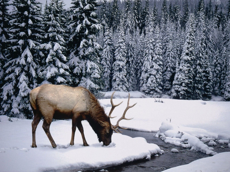 domestic animals, beauty in nature, animals in the wild, white, stag, snow, Winter, one animal, snowing, water, side view, reindeer, animal, tree, day