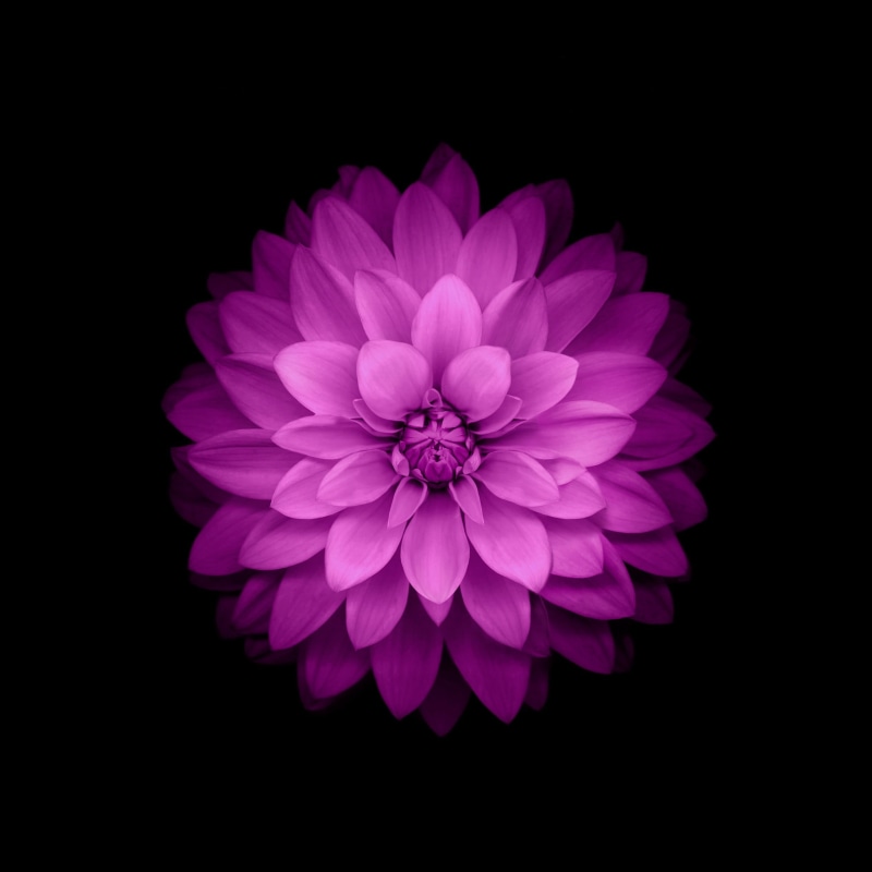 1080P, blossom, bunch of flowers, petaled, single Object, decoration, purple, flower Head, no people, close-up, daisy, black Color, pink Color, purple flowers