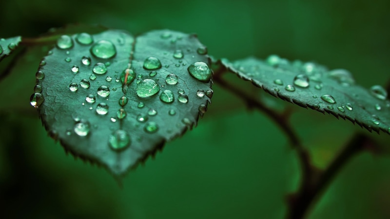 1080P, water, photo, drop, flower, raindrop, day, growth, wet, plant part, nature, leaves, outdoors, green Color, macro, water drops, environment, reflection