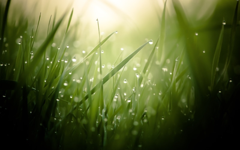 land, freshness, outdoors, backgrounds, bright, environmental Conservation, tranquility, liquid, beauty In Nature, abstract, plants, 4K, green Color, season