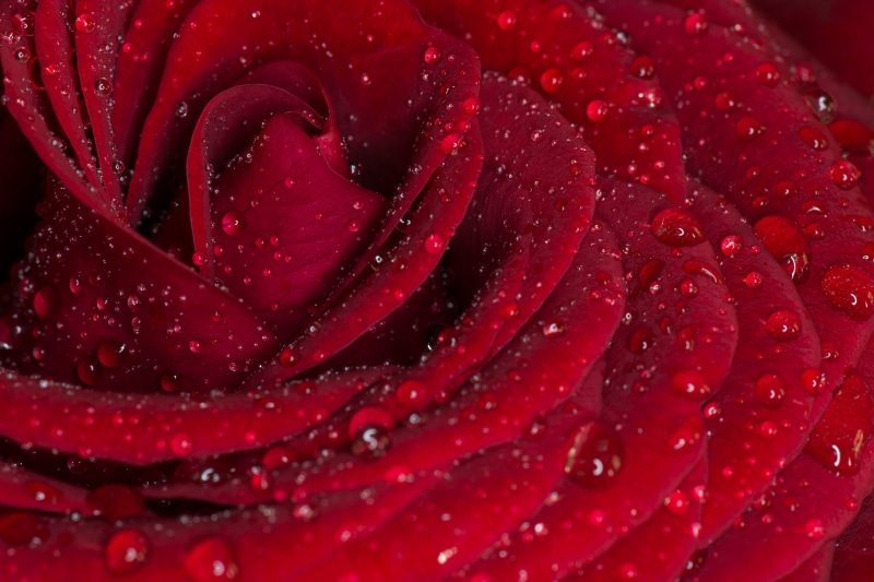 red, backgrounds, 5K, plant, rose, single Flower, photography, freshness, nature, macro, drop, water, drops, close-up, flower, Close up, beauty In Nature