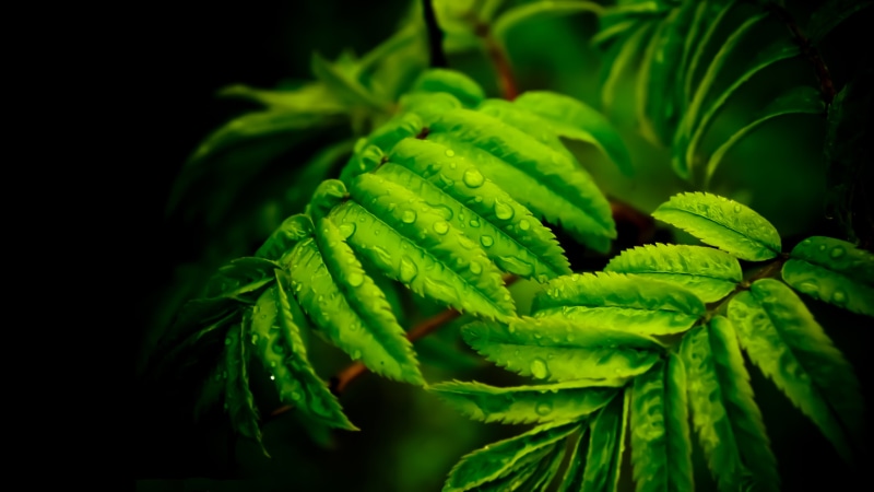tree, growth, hd, k, leaves, food, computer, day, desktop, herb, close-up, no people, leaf, freshness, selective focus, food and drink, mobile