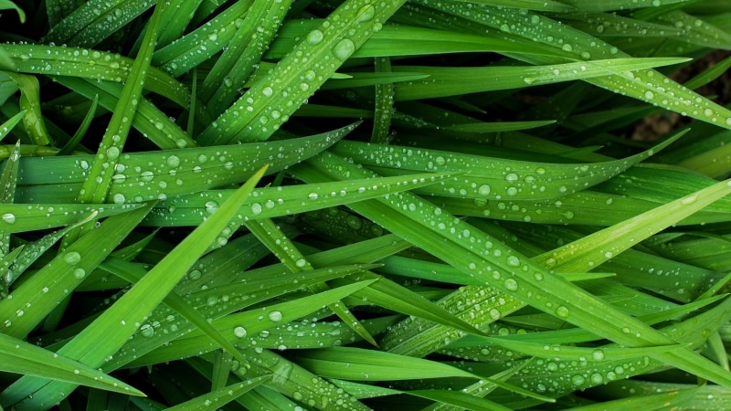 backgrounds, green color, rainy season, freshness, nature, plant, blade of grass, beauty in nature, green, 2K, full frame, rain, grass, leafed, no people