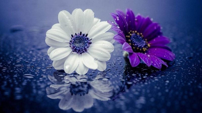 reflected, droplets, 1080P, purple flower, white flower, raindrops, water drops