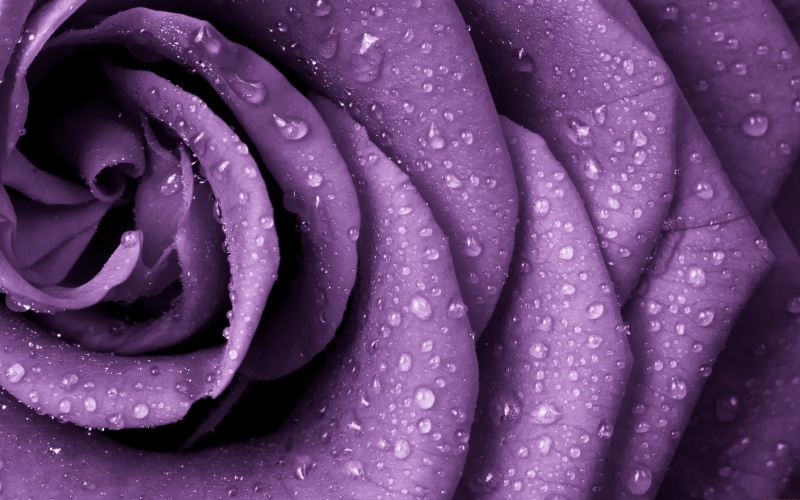 backgrounds, purple, inflorescence, rose, water drops, 2K, macro, rain, plant, nature, flower, vulnerability, fragility, petal, close-up, flowers, petaled