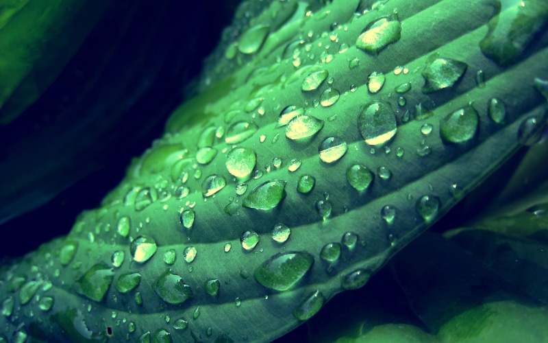 2K, no People, macro, animals in the wild, growth, day, marine, close-up, plant, textured, depth of field, abstract, backgrounds, outdoors, drops, botany