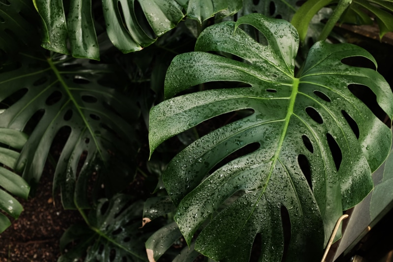 water, raindrop, close-up, plant, green, monstera deliciosa, leaf, greenhouse, glasgow, tranquility, day, outdoors, glasgow botanic gardens, large, botany