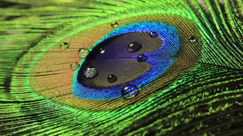purple, green, natural pattern, green Color, full frame, backgrounds, feather, multicolored, blue, color Image, textured effect, fragility, close-up, bird