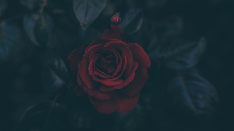 close-up, single Object, summer, plant, indoors, freshness, love, rose, petals, focus on foreground, backgrounds, flower, 4K, blossom, nature, flower Head