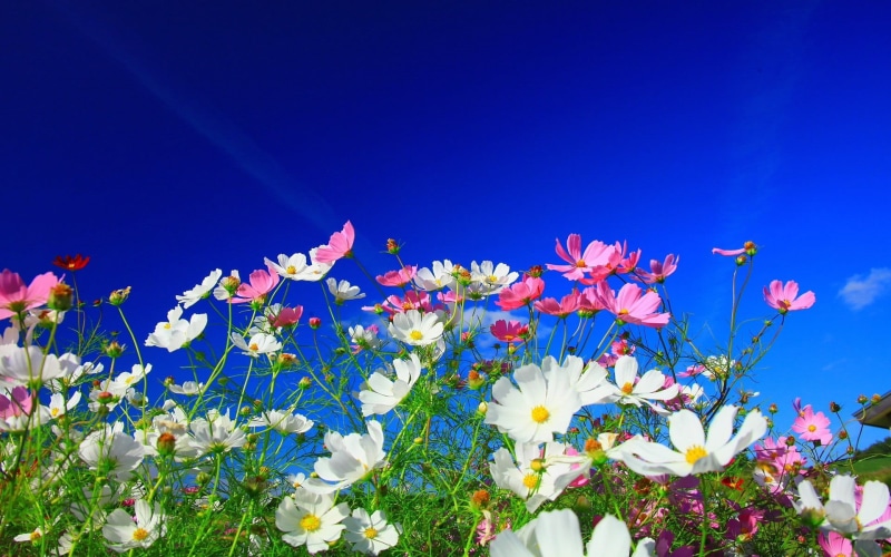 freshness, blue, nature, vulnerability, clear sky, bunch of flowers, white, pink, plant, flower head, pink flowers, 1080P, close-up, low angle view, Cosmos (flower)