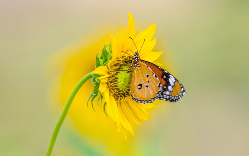 butterfly, pollination, plant, animals in the wild, animal wildlife, laptop, animal themes, flower, desktop, butterfly - insect, 4K, outdoors