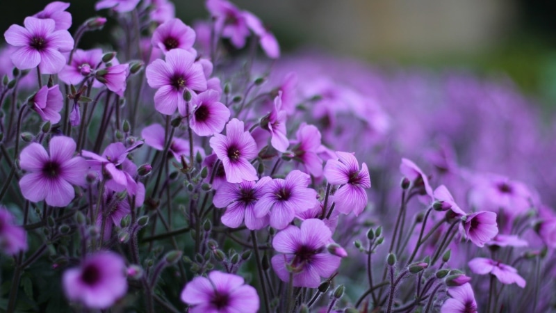 light, flowering plant, spring, pattern, plant, pink, color, outdoors, beauty in nature, pink color, close, colorful, flora, no people, springtime, petal