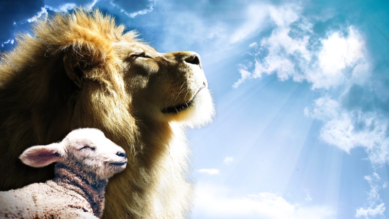 one animal, sunlight, livestock, christianity, bible, sky, holy, prayer, domestic, spirit, no people, animal themes, light, resurrection, sheep, lion, christ