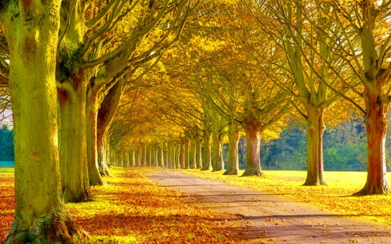 forests, nature, leaves, ultra, 2K, scenery, hd, tress, heaven