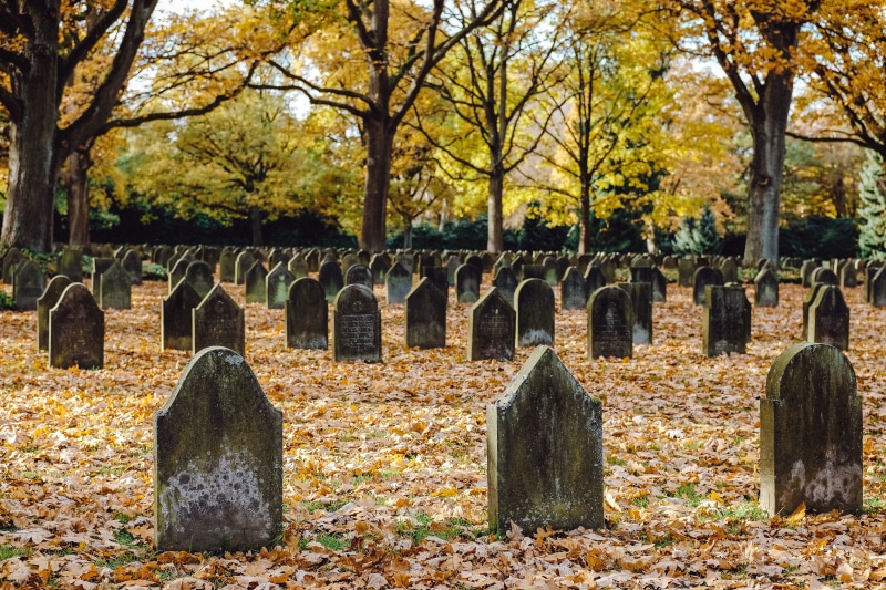 death, war, lawn, 4K, summer, memorial, remember, peace, peaceful, plant part, day, rest, ohlsdorf, blurred, autumn, men, moss, military, service, the past