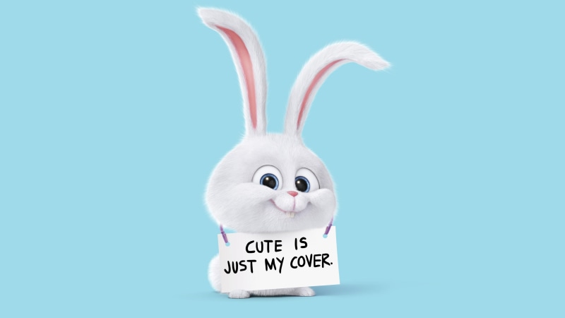 funny, life, holding, 4K, pink ears, secret, cute, signage, rabbit, light blue, character, white, pets