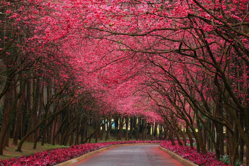 flower, no people, pink color, park, tree, growth, beauty in nature, plant, tree trunk, road, the way forward, transportation, pink, street, Nature, treelined