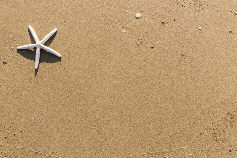 starfish, beach, animals in the wild, no people, daylight, nature, ocean, outdoors, sandy, desert, natural, sea, land, star, star shape, background