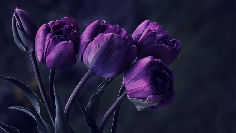 tulip, tulips, 1080P, flower, amazing, particular, purple, spring, flora, beautyful, special