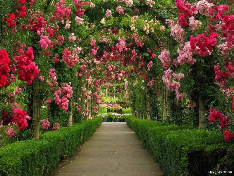 flowerbed, freshness, green Color, gardening, Rose Bush, petaled, springtime, plant, direction, park - Man Made Space, ornamental Garden, spring, bush