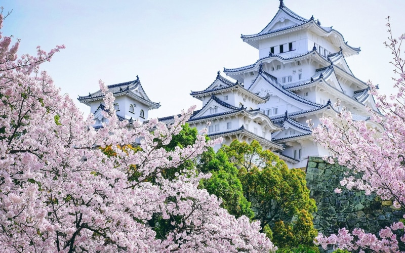 blossom, low angle view, sky, flowering plant, white, tree, plant, fragility, Himeji Castle, castle, growth, outdoors, pink color, day, nature, springtime
