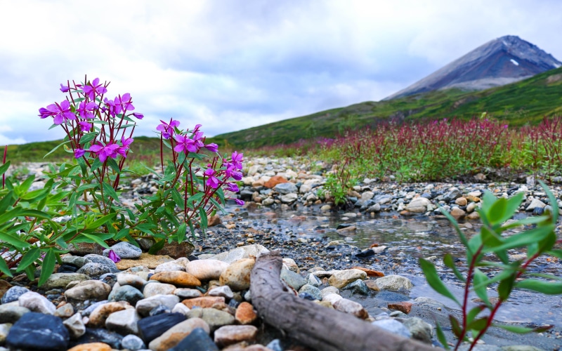 hd, flower, surface level, pebble, no people, sky, mountain, day, tablet, stream, gravel, scenics - nature, outdoors, tranquil scene, bougainvillea, ultra