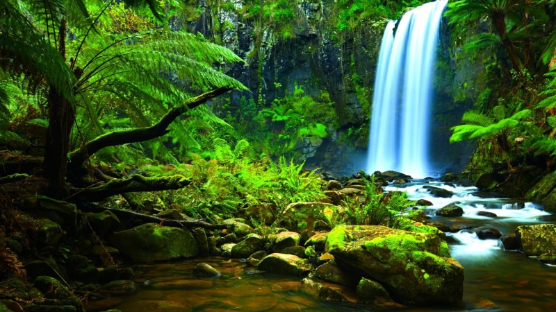 forest, watercourse, amazon, waterfall, stream, body of water, jungle, 1080P, rainforest, water, nature